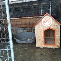 photo de livraison pour Refuge pour chiens de Baia Mare