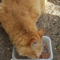 photo de livraison pour Les Chats-Pitresdelavi-Ste