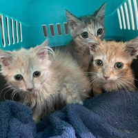 photo de livraison pour Le Chat Salonais