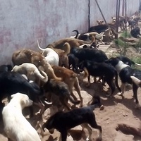 photo de livraison pour Association Mira Protection des Animaux et de l'Environnement