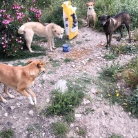 photo de livraison pour Sanctuaire de la Faune de Tanger (SFT)