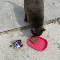 photo de livraison pour Association des Chats Camarguais