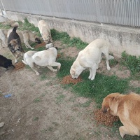 photo de livraison pour Civic Initiative Kane Korzo Skopje