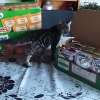 photo de livraison pour Pour l'Amour des Chats