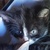 photo animal