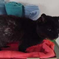 photo de livraison pour Chat Ami pour la Vie