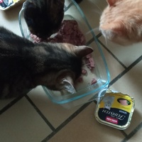 photo de livraison pour Ecole du Chat Libre de Caillerot