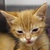 photo animal