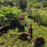 photo de livraison pour Ecole du Chat des Alpilles