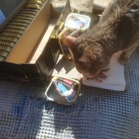 photo de livraison pour Les Chats libres de Calvisson