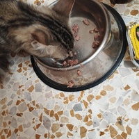 photo de livraison pour Cat Miaou