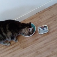 photo de livraison pour A Pas De Chats