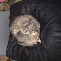 photo de livraison pour Un Ronron d'Espoir 33