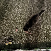 photo de livraison pour Chat Gratouille