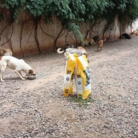 photo de livraison pour Help Adopt Moroccan Animals