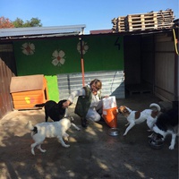 photo de livraison pour Asoc. Dam o sansa la viata animalelor abandonate si maltratate