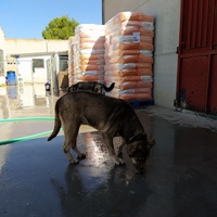 photo de livraison pour ASPA Asociaciòn Socuellamina para la Protecciòn Animal