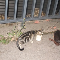 photo de livraison pour Chat Libre de l'Ile du Ramier