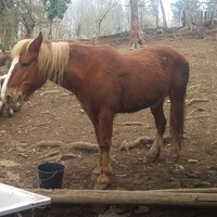 photo de livraison pour Ulyan
