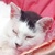 photo animal