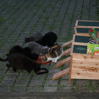 photo de livraison pour L'école du chat de Poissy