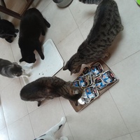 photo de livraison pour Les Amis de Michouette