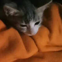 photo de livraison pour Les Chats de Dugny