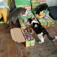 photo de livraison pour L'Ecole du Chat Istreen