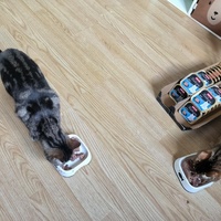 photo de livraison pour NAE-NUTTI - Les chats de la maison brûlée