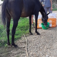photo de livraison pour Association hippique du Caroux