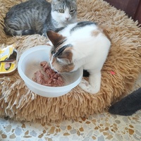 photo de livraison pour Cat Miaou