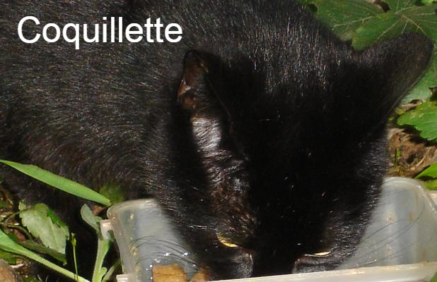 photo association