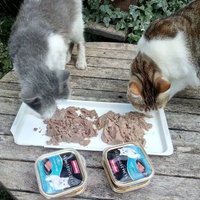 photo de livraison pour Leschatsmartinois