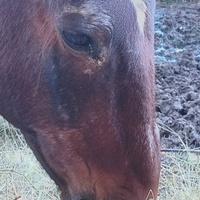 photo de livraison pour Equi-Libre : Droit à la Retraite Equine