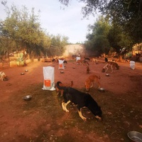 photo de livraison pour Help Adopt Moroccan Animals