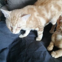 photo de livraison pour Protection et Environnement Animal
