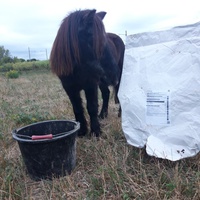 photo de livraison pour Happy Horse Day