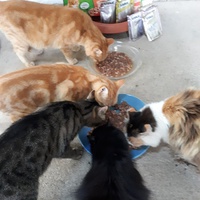 photo de livraison pour Chats en Liberté