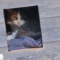 photo de livraison pour Chat de Gout'hier sans Toit