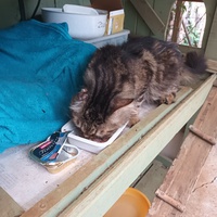 photo de livraison pour L'école du Chat d'Ollioules