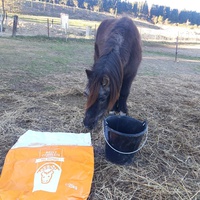 photo de livraison pour Happy Horse Day