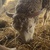 photo animal