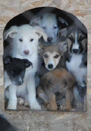photo association