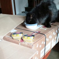 photo de livraison pour Les Chats d'Hauterive