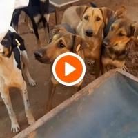 photo de livraison pour Le Coeur sur la Patte