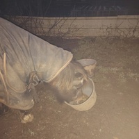 photo de livraison pour SOS Animaux, un Toit pour la Vie