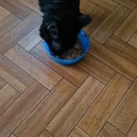 photo de livraison pour Les Chats du Coeur de Longvic