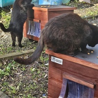 photo de livraison pour SOS Chats Libres Haut-Béarn