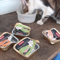 photo de livraison pour Chats cerbériens
