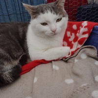 photo de livraison pour Association Des  Chats  De Hyeres